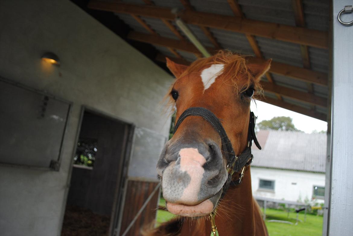 Tossede og fjollede billeder. billede 25