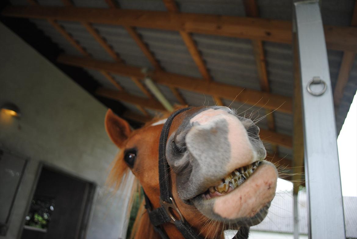 Tossede og fjollede billeder. billede 26