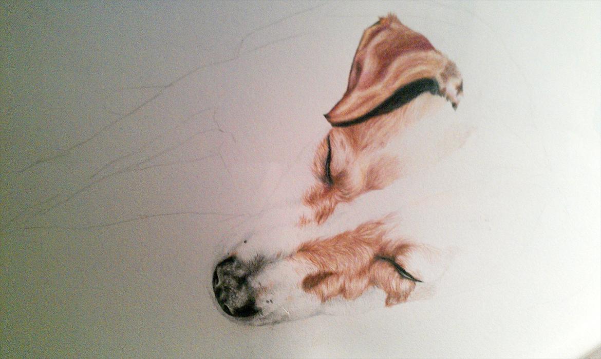 Tegninger  - WIP min kærestes hund d: billede 7