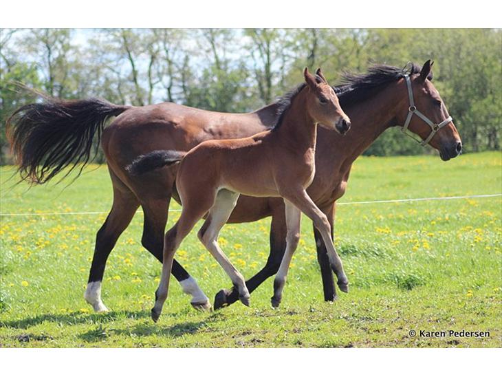 {{currentPhoto.altText}} billede {{currentPhoto.number}}