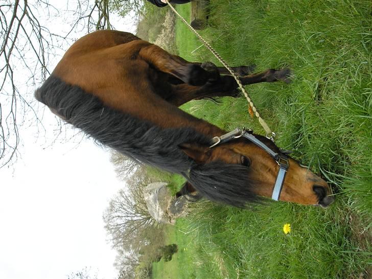 Moesgård strand - Dejlige pegasus!<3 billede 2
