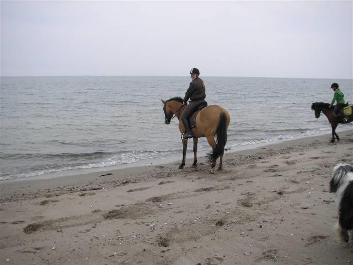 Moesgård strand - Uha det er farligt billede 4