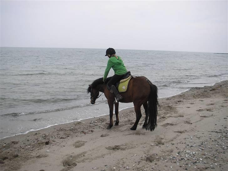 Moesgård strand - Pegasus igen!<33 billede 5