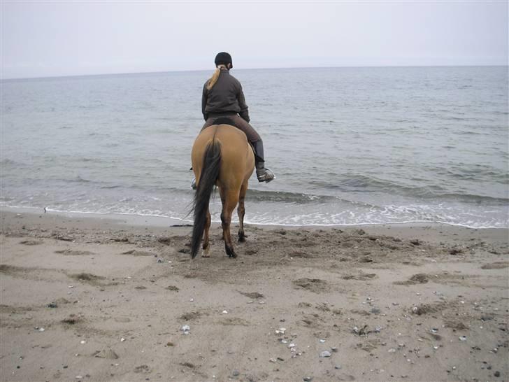 Moesgård strand - Sikke en dejlig udsigt billede 7