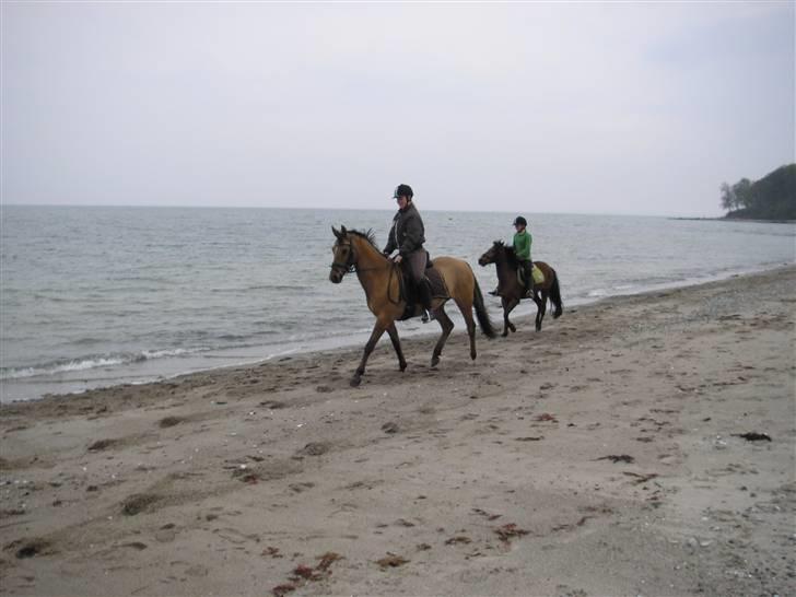 Moesgård strand - Ude ved vandet billede 8