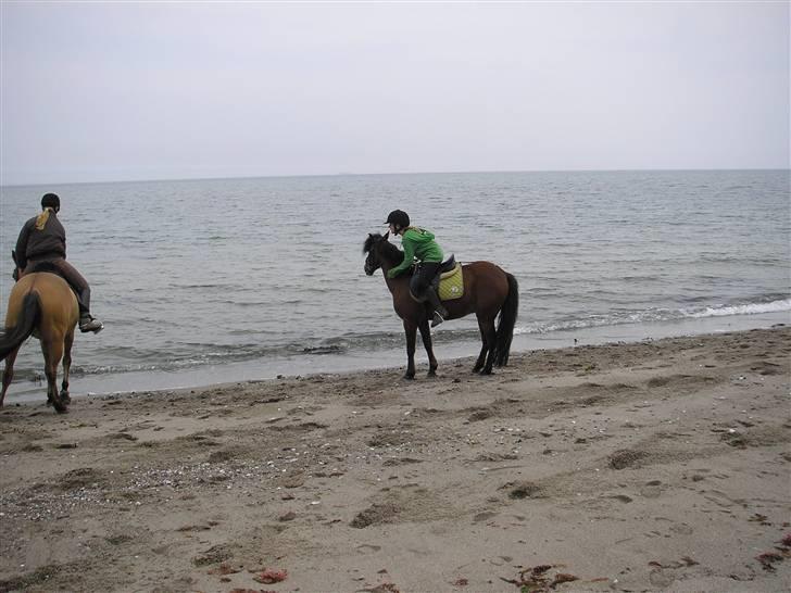 Moesgård strand - De skal lige klappes lidt! ((: <3 billede 9