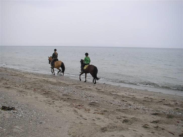 Moesgård strand - Ved vandet billede 12