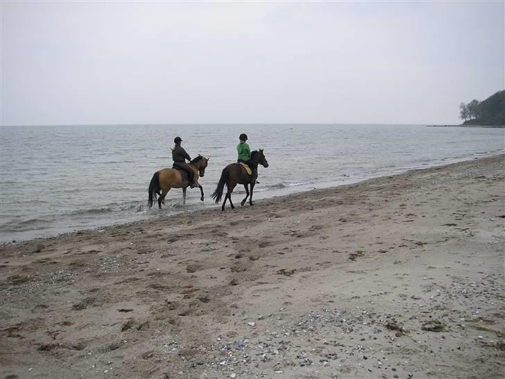 Moesgård strand - Så er 3 de er så skønne de ponyer billede 13