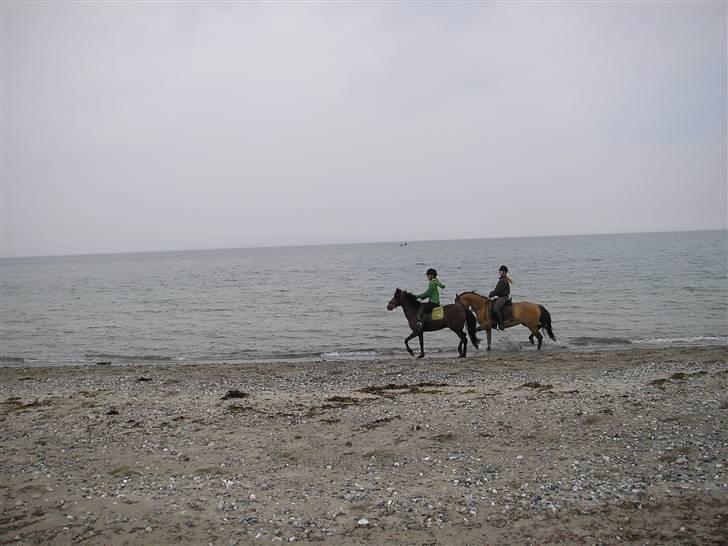 Moesgård strand - Dem igen! billede 14