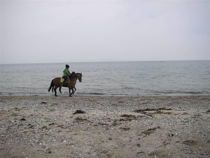 Moesgård strand - Pegasus se hvor fin han er billede 15