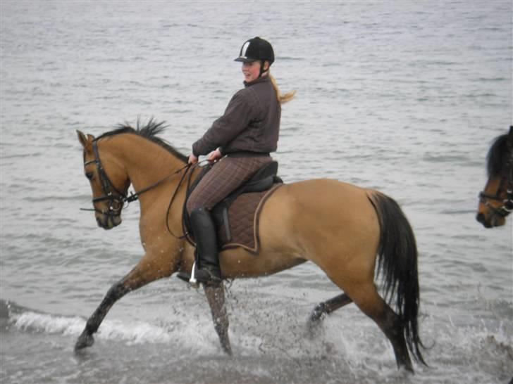 Moesgård strand - Se hvor fin jeg lige er billede 17