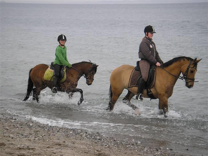 Moesgård strand - Så fint! billede 19