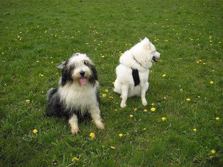 Moesgård strand - Vores dejlige hunde billede 22