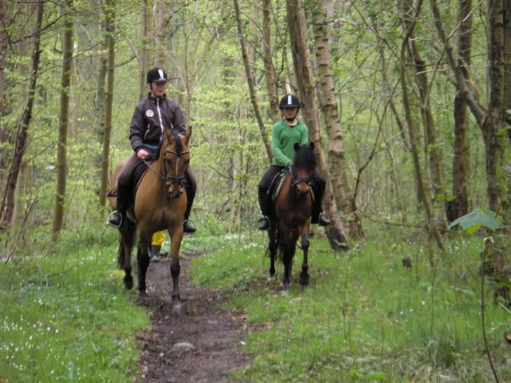 Moesgård strand - I skoven ((: billede 23