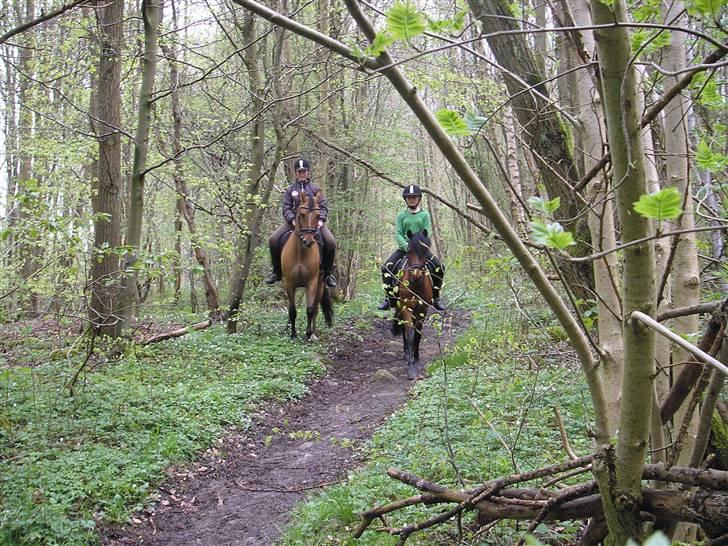 Moesgård strand - Dejlige heste! billede 24