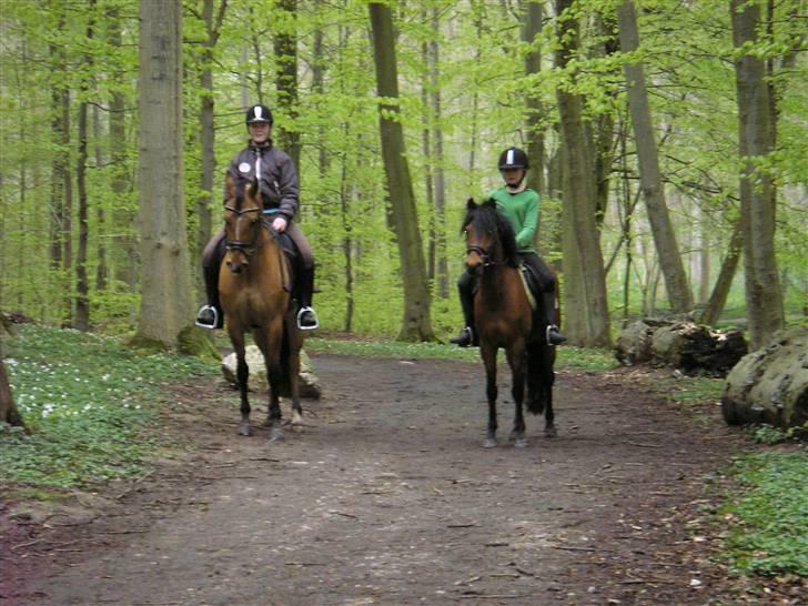 Moesgård strand - Er de ikke bare fine? billede 25