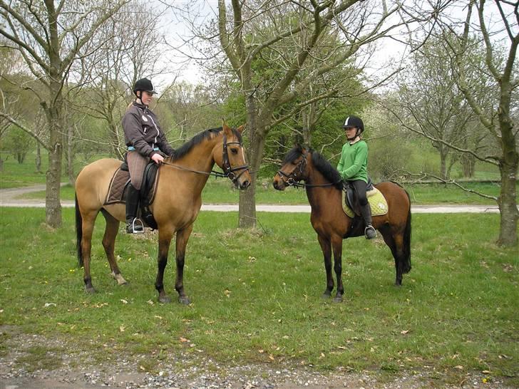 Moesgård strand - Hej pegasus jamen hej regina billede 26
