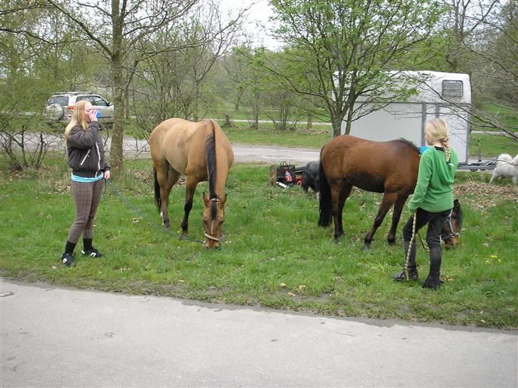 Moesgård strand - Lige noget og drikke til os efter en hård tur og græs til hestene billede 28