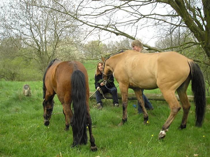 Moesgård strand - Forældre holder hestene imens vi køber is :b billede 29