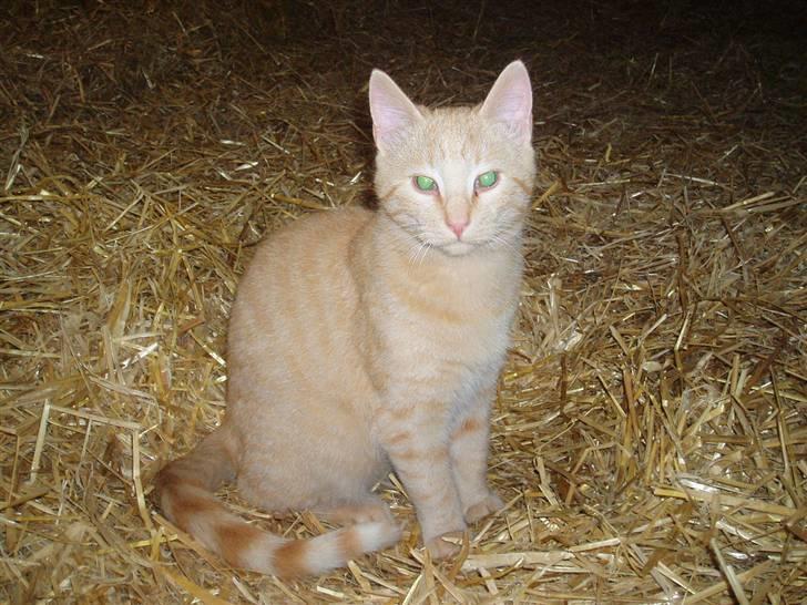 Missekatte - Fosterkat billede 12