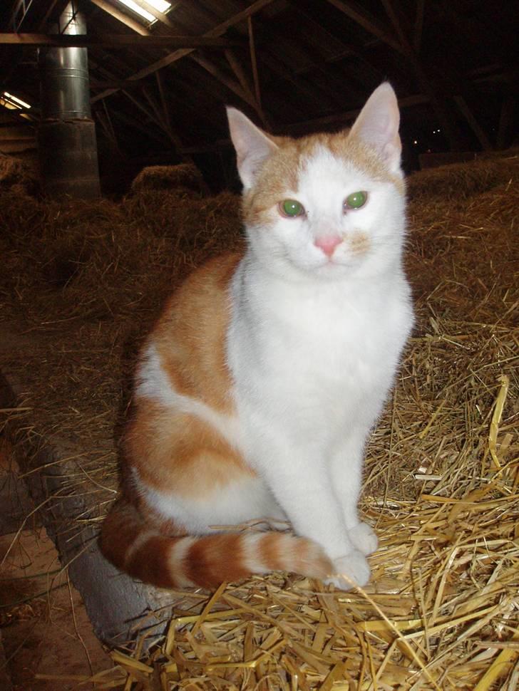 Missekatte - Endnu en fosterkat billede 13