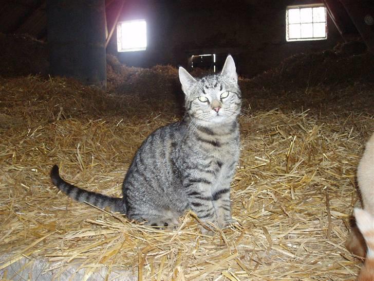 Missekatte - En fosterkat mere. billede 14