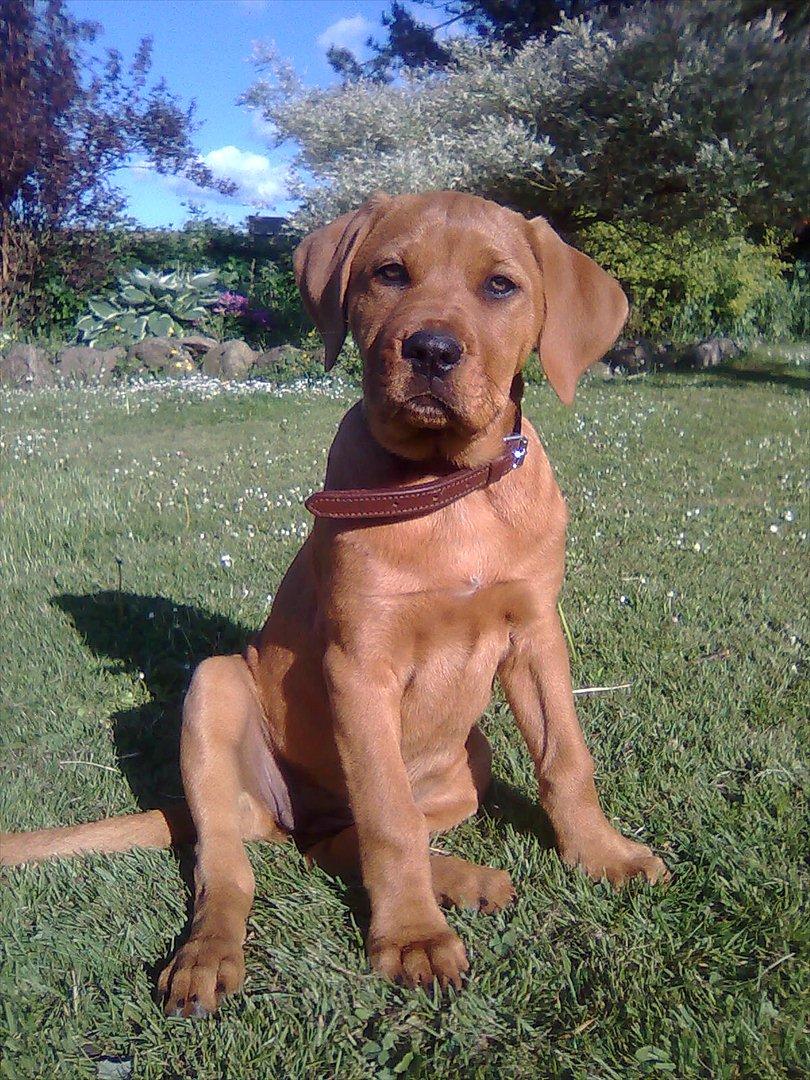 Broholmer bibsen billede 22