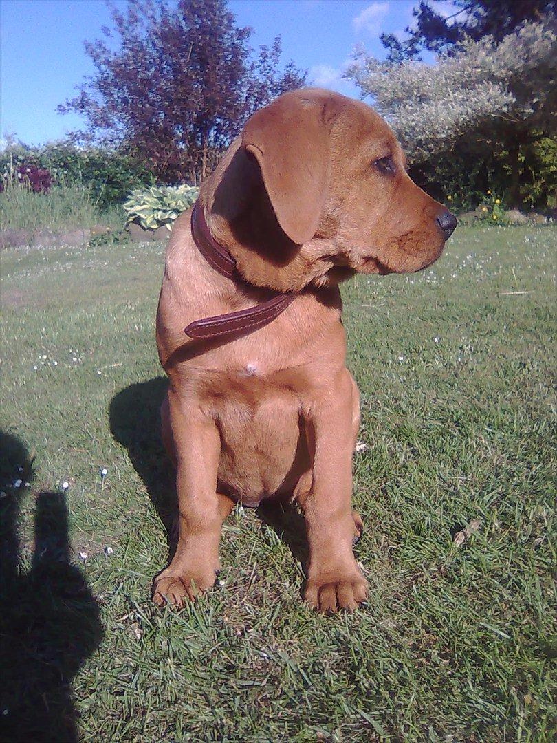 Broholmer bibsen billede 23