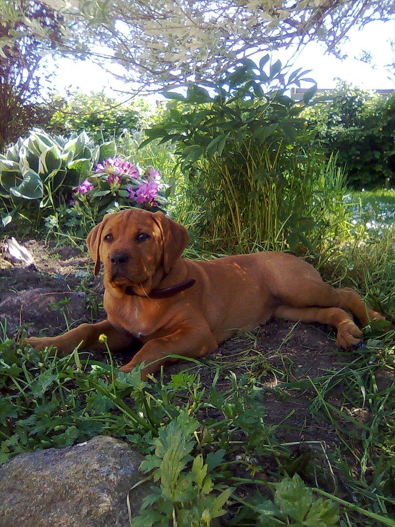 Broholmer bibsen billede 24