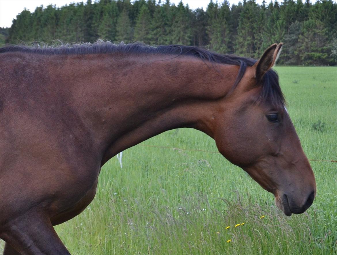 3 X 2 ÅRS HINGSTE PÅ SOMMERGRÆS... billede 7