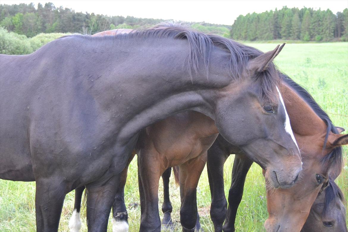 3 X 2 ÅRS HINGSTE PÅ SOMMERGRÆS... billede 8