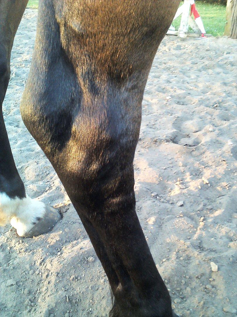 Vores billedebog. - Endnu et billede af Kalibers ben. - Det er efterhånden et stykke tid siden jeg har opdateret albummet, så her kommer en ordentlig smøre. - Det hele startede i uge 16, hvor Kaliber viste tegn på rygproblemer. Vi tilkaldte så en kiropraktor, som behandlede ham. Hun kom så igen efter 3 uger, for at se hvordan det gik med ham, og for at lave en kontrol. Hun ville så se ham i bevægelse, i longen. Her var han så halt på begge bagben :-// Så vi tilkaldte en dyrlæge, som kom 1-2 dage efter. Her skulle han igen i longen, for at hun kunne se ham i bevægelse. Her var han så "kun" halt på højre bagben. Hun undersøgte bagbenet og vurderede, at det var en seneskade i strækkesenen. Hun gav ham noget medicin, som han skulle have i 5 dage og noget salve, som vi skulle smøre på. Dette gjorde vi så, og dyrlægen ville komme igen 2 uger efter. En uge efter behandlingen var gået igang, var hævelsen mindre, og benet var ikke længere varmt. Vi fortsatte dog behandlingen. Et par dage efter, fik han et stort sår på venstre lyske, men dette forsvandt af sig selv et par dage senere. Vi kørte så over til Torben Hovgaard, ham som har hjulpet med Kaliber før han blev min, og snakkede med ham om det. Han mente ikke det var en seneskade, men han ville lige komme over og kigge på ham. Det gjorde han så, og tog billedet, som man kan se, for at snakke med sin dyrlæge omkring det. Torben undersøgte hans andre ben, og så han havde galde i venstre forben, hvilket han ikke havde haft før. Et par dage efter Torben havde været der, så blev Kalibers ben hævet og varmt igen :-// Så vi tilkaldte dyrlægen, denne gang en anden, men fra samme sted. Hun kom ud til os, og ville prøve at lave en bøjeprøve på ham. Men det kunne vi slet ikke, fordi Kaliber flippede ud, eftersom det gjorde ondt på ham :-// Hun så ham lidt i bevægelse, hvor han, stadig, var halt på bagbenet. Så vi aftalte med dyrlægen, at vi skal køre ham ud til hende på onsdag (i morgen/d. 6/6-2012) hvor han skal overnatte til torsdag (d. 7/6-2012). Her vil hun røngtenfotografere og scanne ham, for at se om der er noget galt :-// billede 47