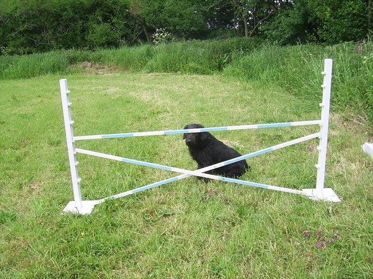 Hjemmelavet spring - Et spring hunden drømmer om at komme over! billede 3