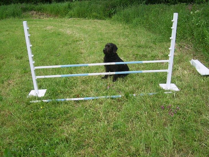 Hjemmelavet spring - Et han måske også vil over! billede 4