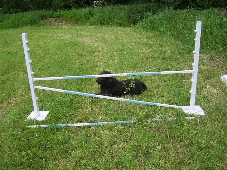 Hjemmelavet spring - Så er dette spring klar til at blive sprunget over! billede 5