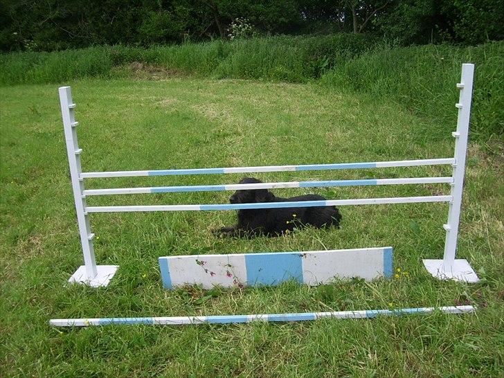 Hjemmelavet spring - En af mine ynglings spring;) billede 7