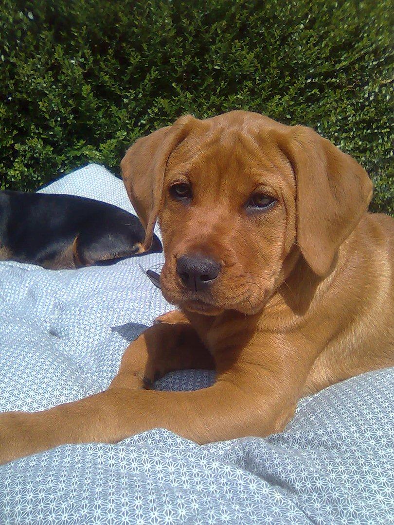 Broholmer bibsen billede 25