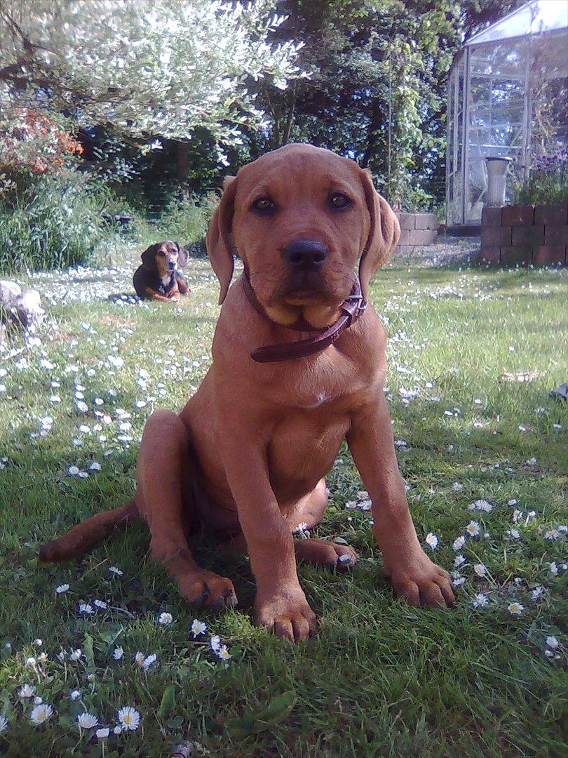 Broholmer bibsen - Ja man kan da godt se lidt uskyldig ud hvis man skal billede fra d. 05.06.12. billede 26