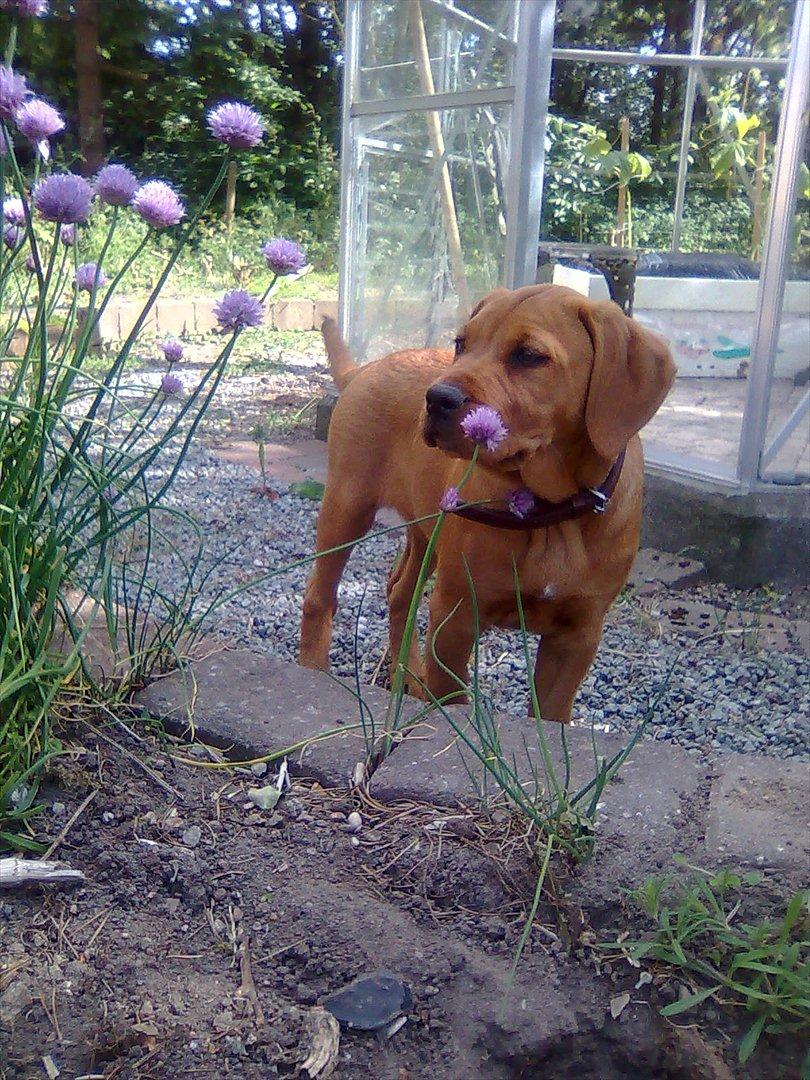 Broholmer bibsen - Uhm purløg dejlig duft... billede 27