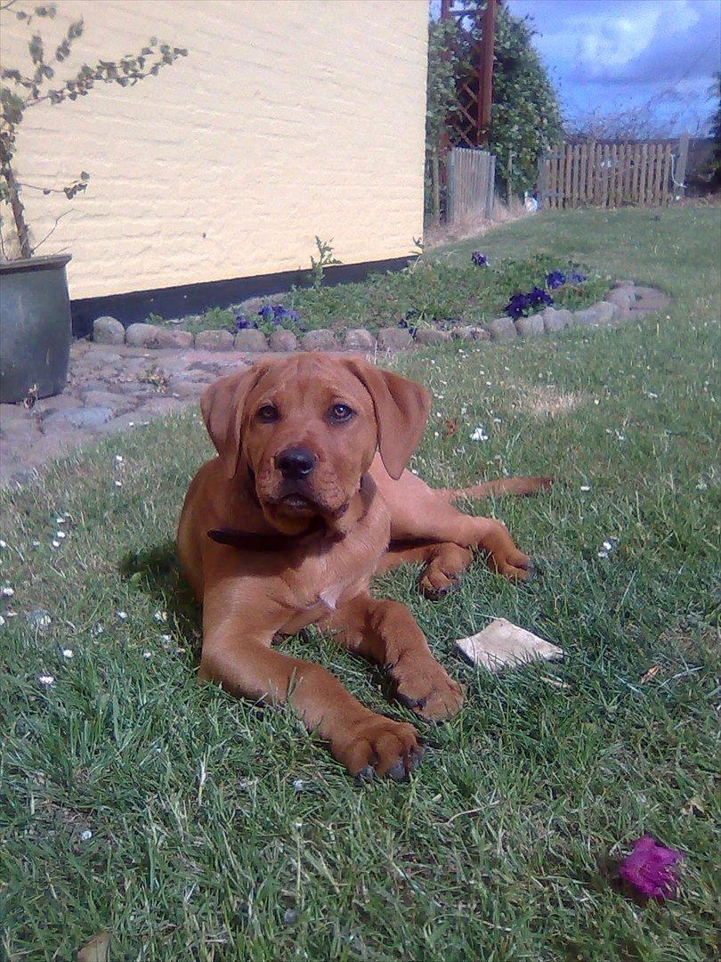 Broholmer bibsen billede 28