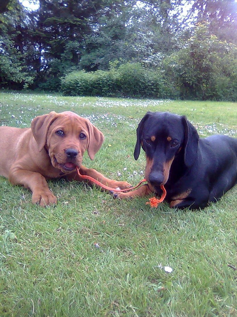 Broholmer bibsen - Ja hvem skulle ha troet at de blev kærester - tror de ligger og drømmer om at det var en spagetti. billede 29