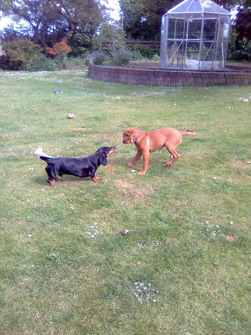 Broholmer bibsen - Min, nej min, miiiiiin, nej min, så hiv dog din kylling...!!!! billede 30