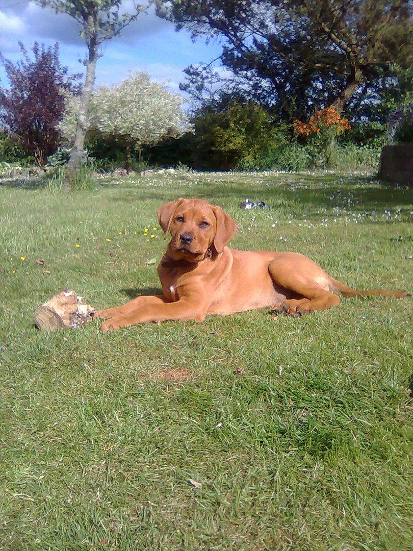 Broholmer bibsen - Nu igen, ja men jeg ved jo godt jeg er lækker det behøver vi jo ikke billeder af..!!! billede 31