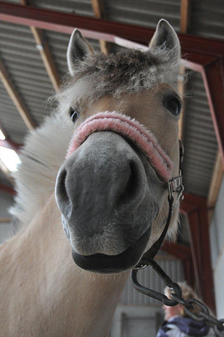 Pixeline 12-års fødselsdag :-) billede 6