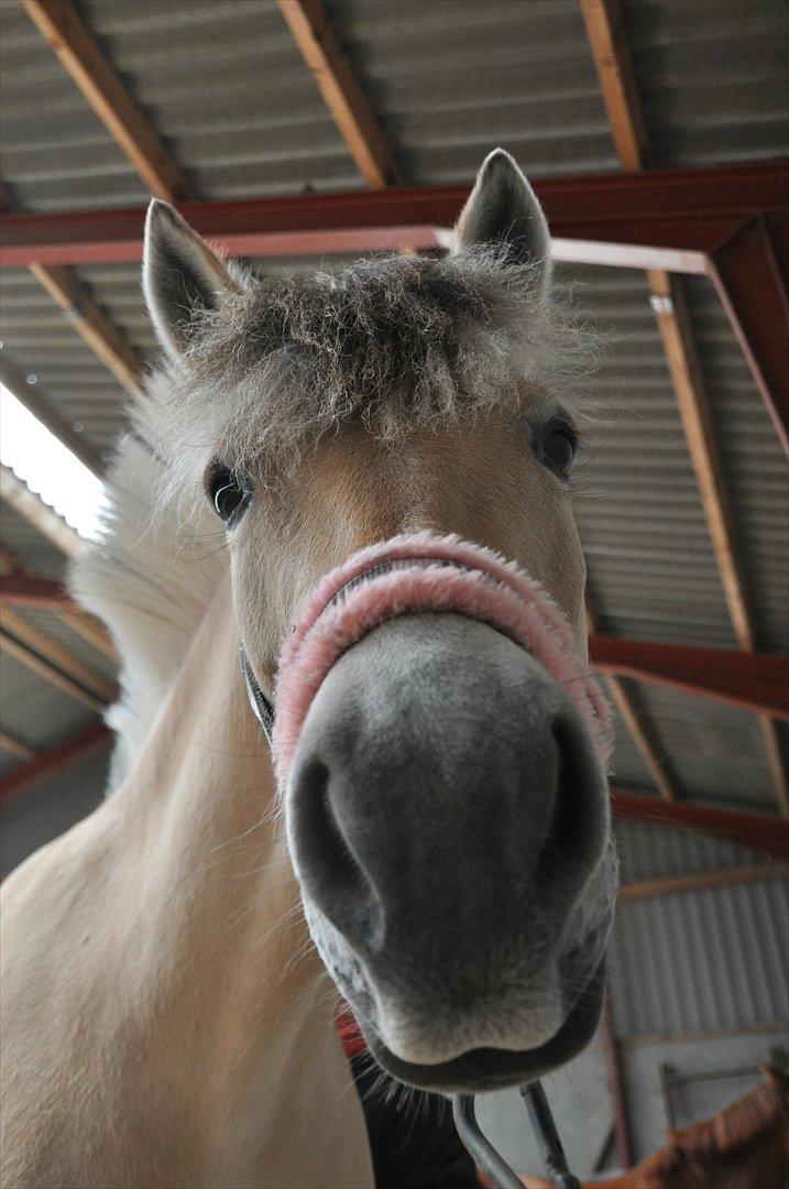 Pixeline 12-års fødselsdag :-) billede 7