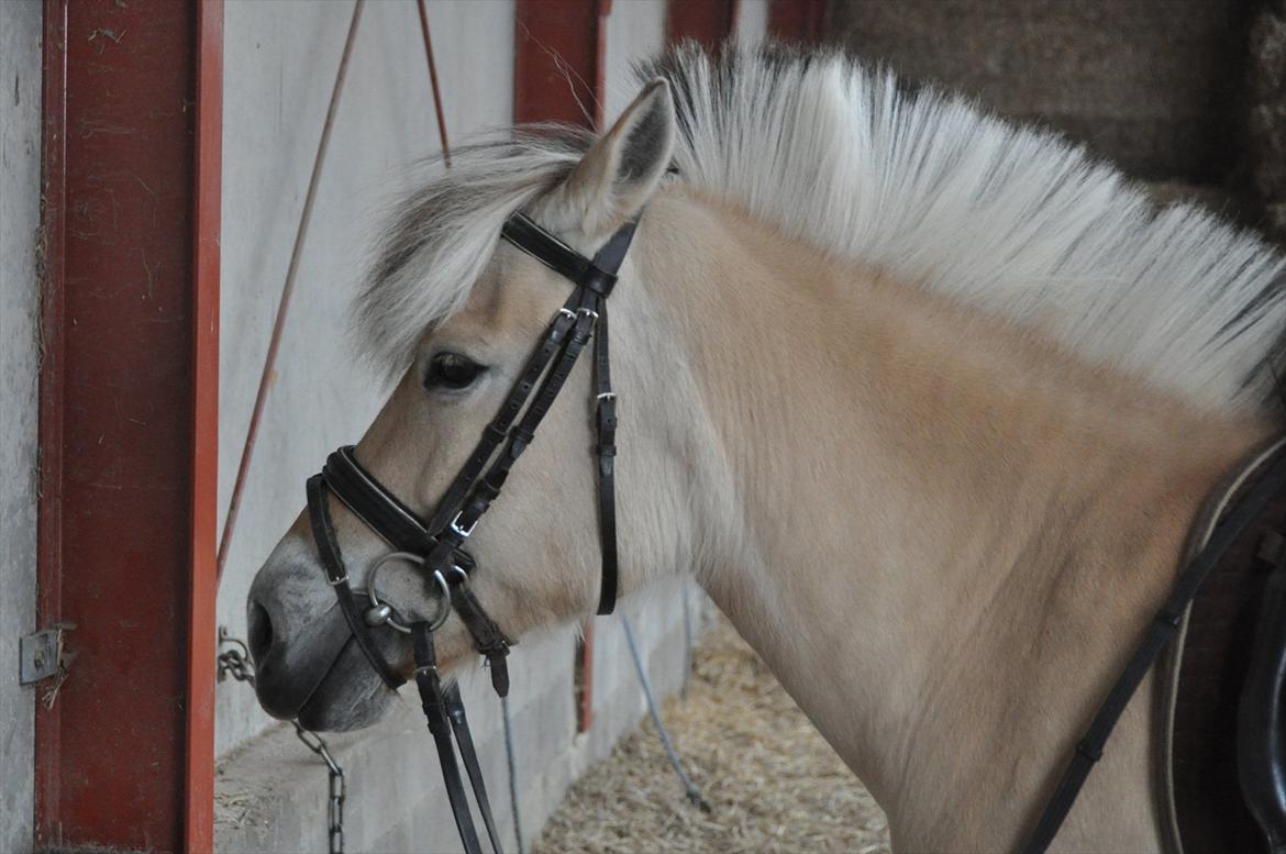 Pixeline 12-års fødselsdag :-) billede 9