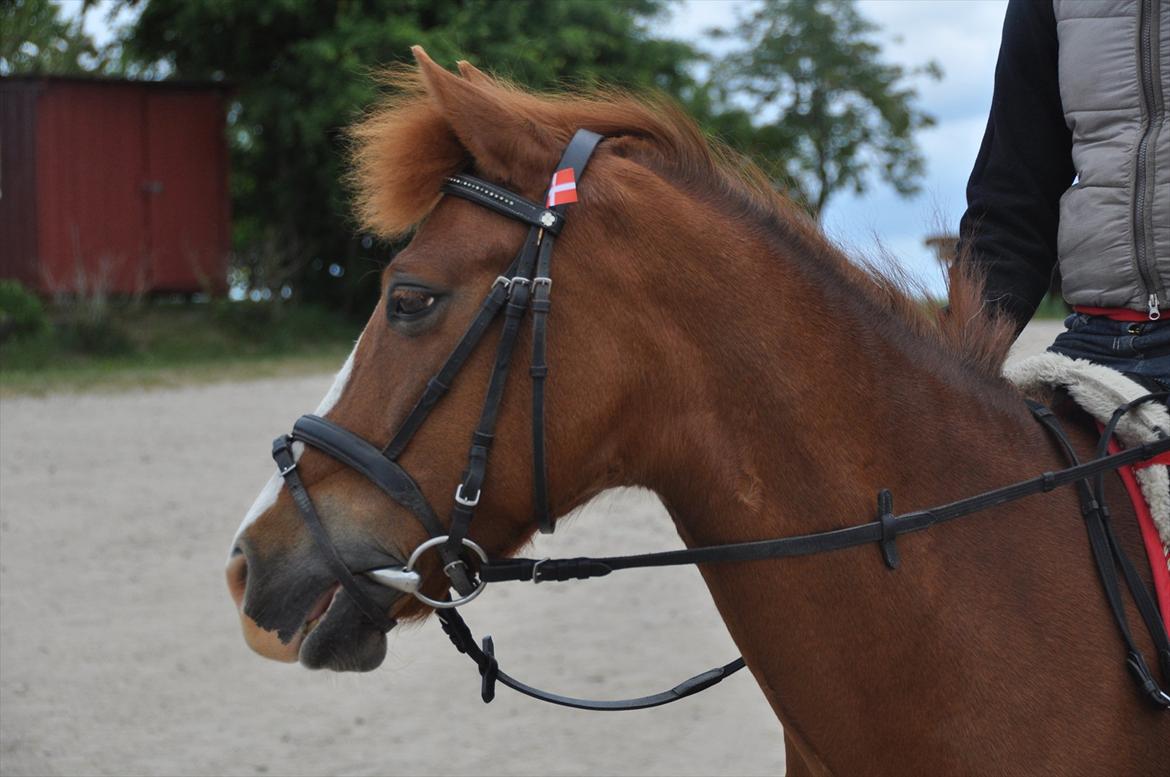 Pixeline 12-års fødselsdag :-) billede 18