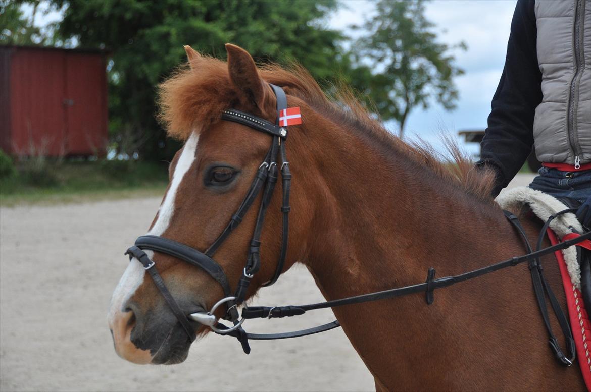 Pixeline 12-års fødselsdag :-) billede 20