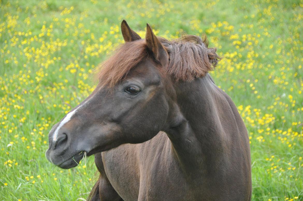 Pixeline 12-års fødselsdag :-) billede 31