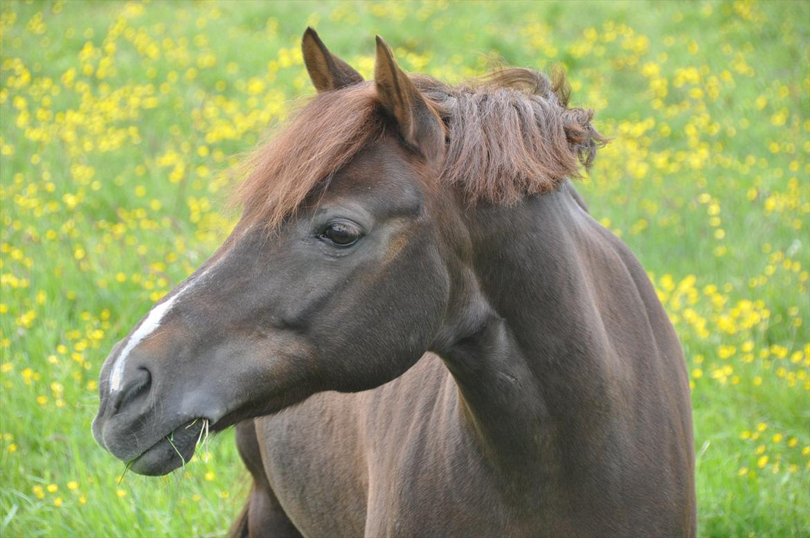 Pixeline 12-års fødselsdag :-) billede 33